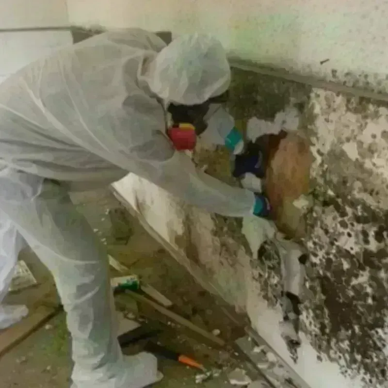 Mold Remediation and Removal in Talbot County, GA